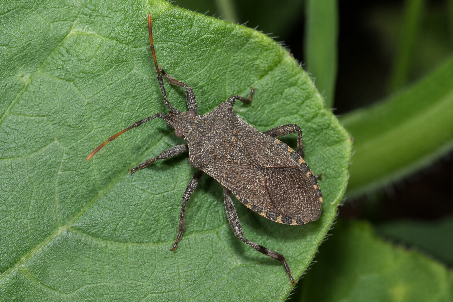 Gray-brown shield-shaped squash bug on a squash stem