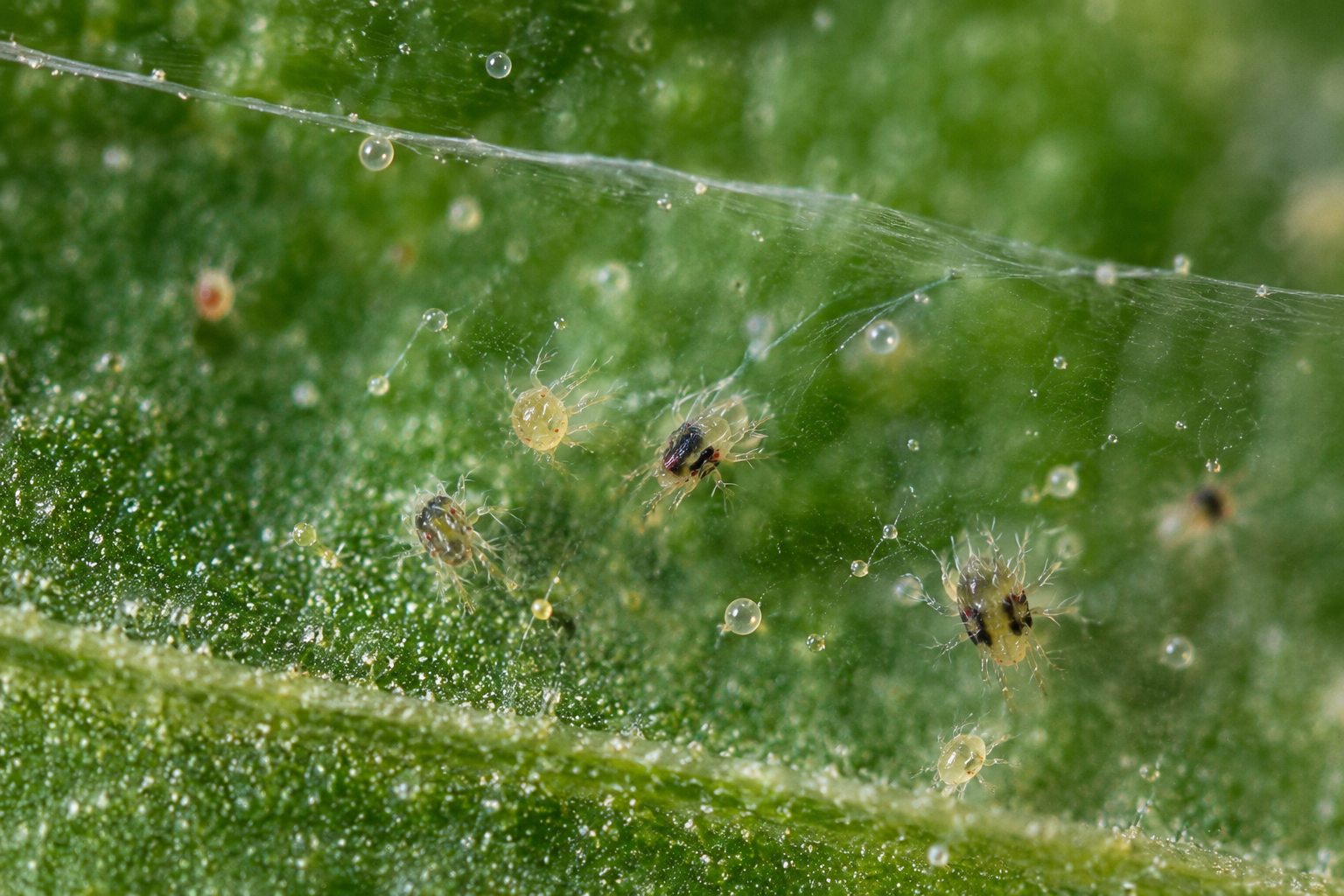 Red spider mites on a leaf with yellow stippling damage