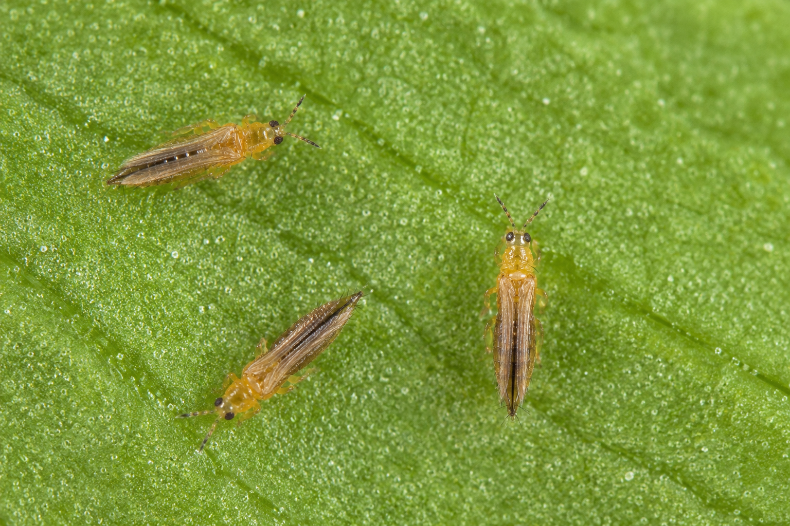 Slender yellow thrips on a damaged pink flower petal