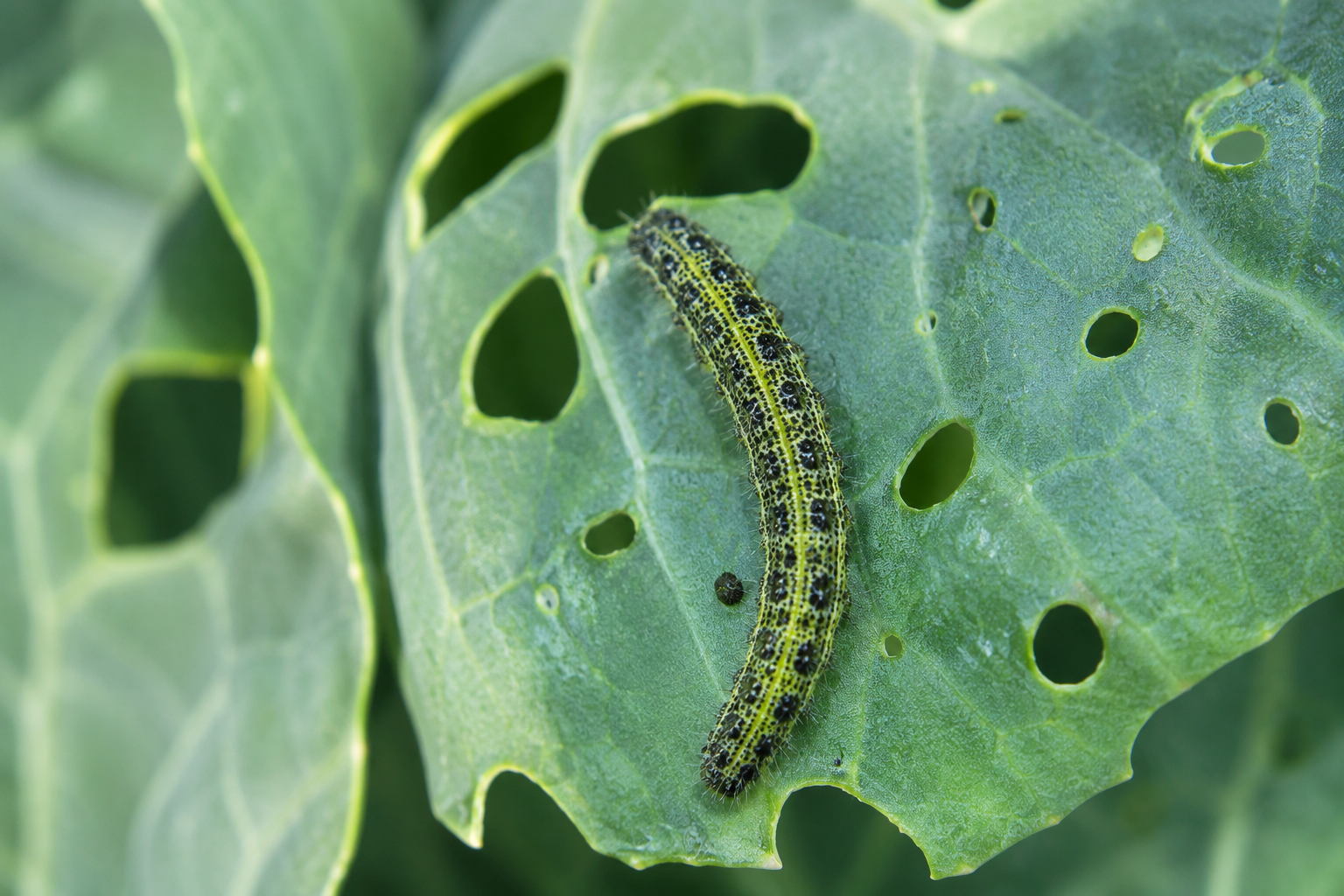 Green cabbage worm caterpillar on a cabbage leaf