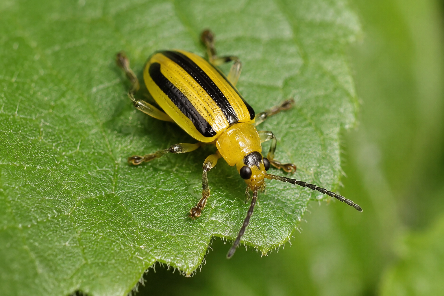 Striped yellow and black cucumber beetle on a yellow flower