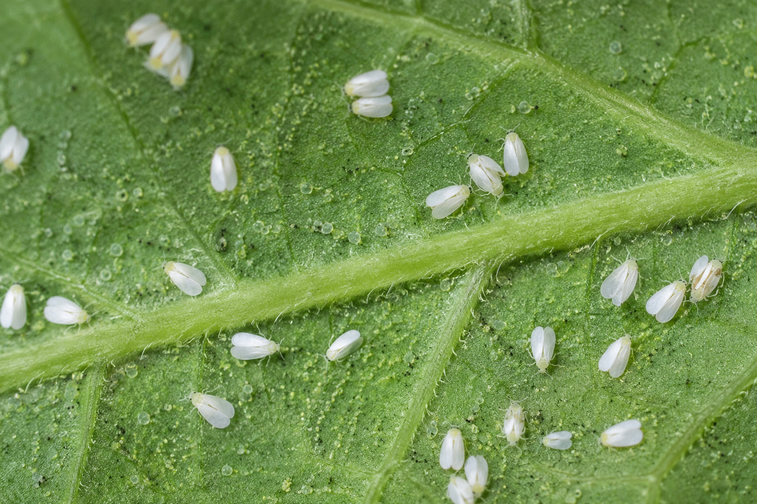 Tiny white whiteflies clustered on the underside of a leaf