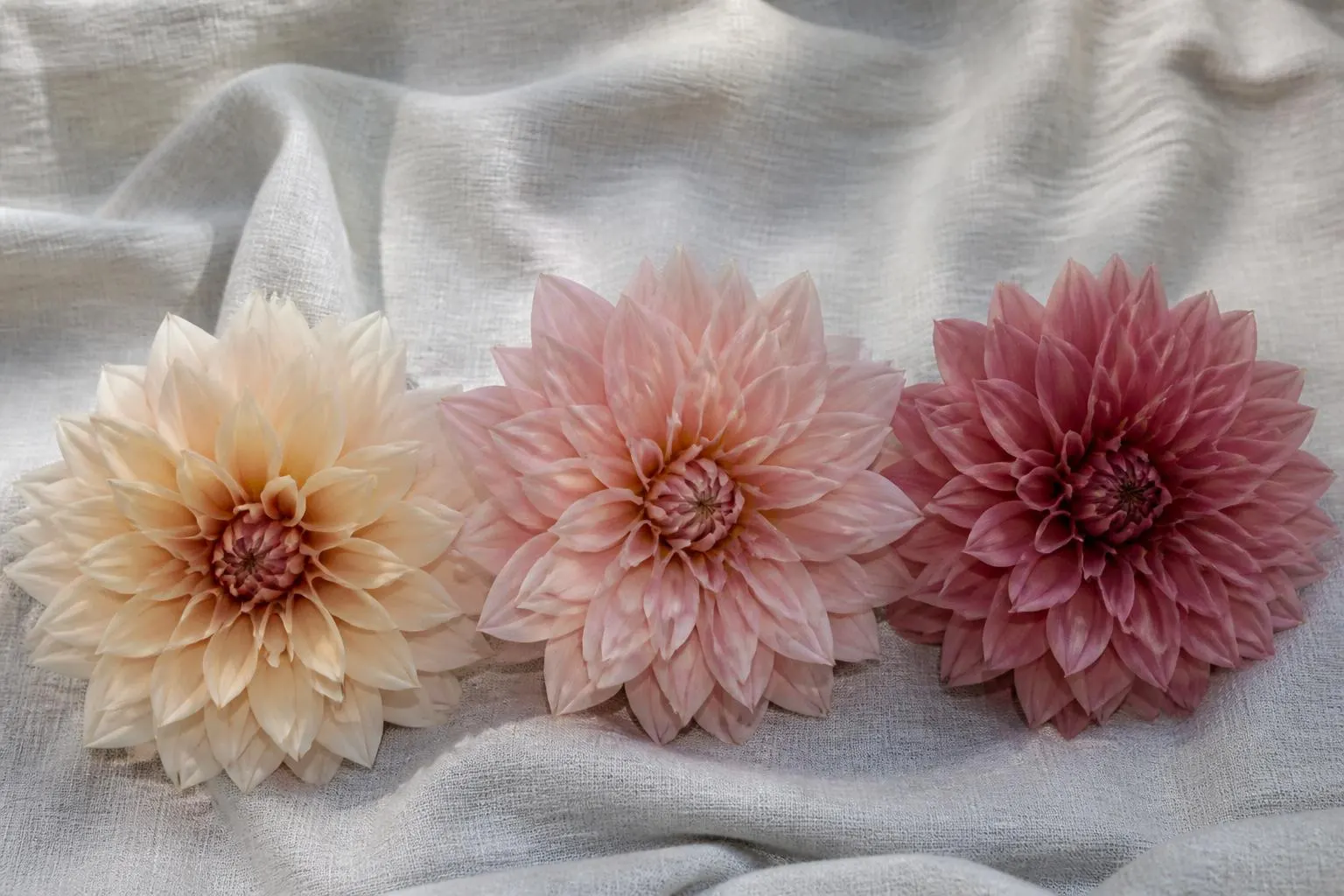 Natural color variation among Café au Lait dahlia flowers ranging from cream to blush pink.
