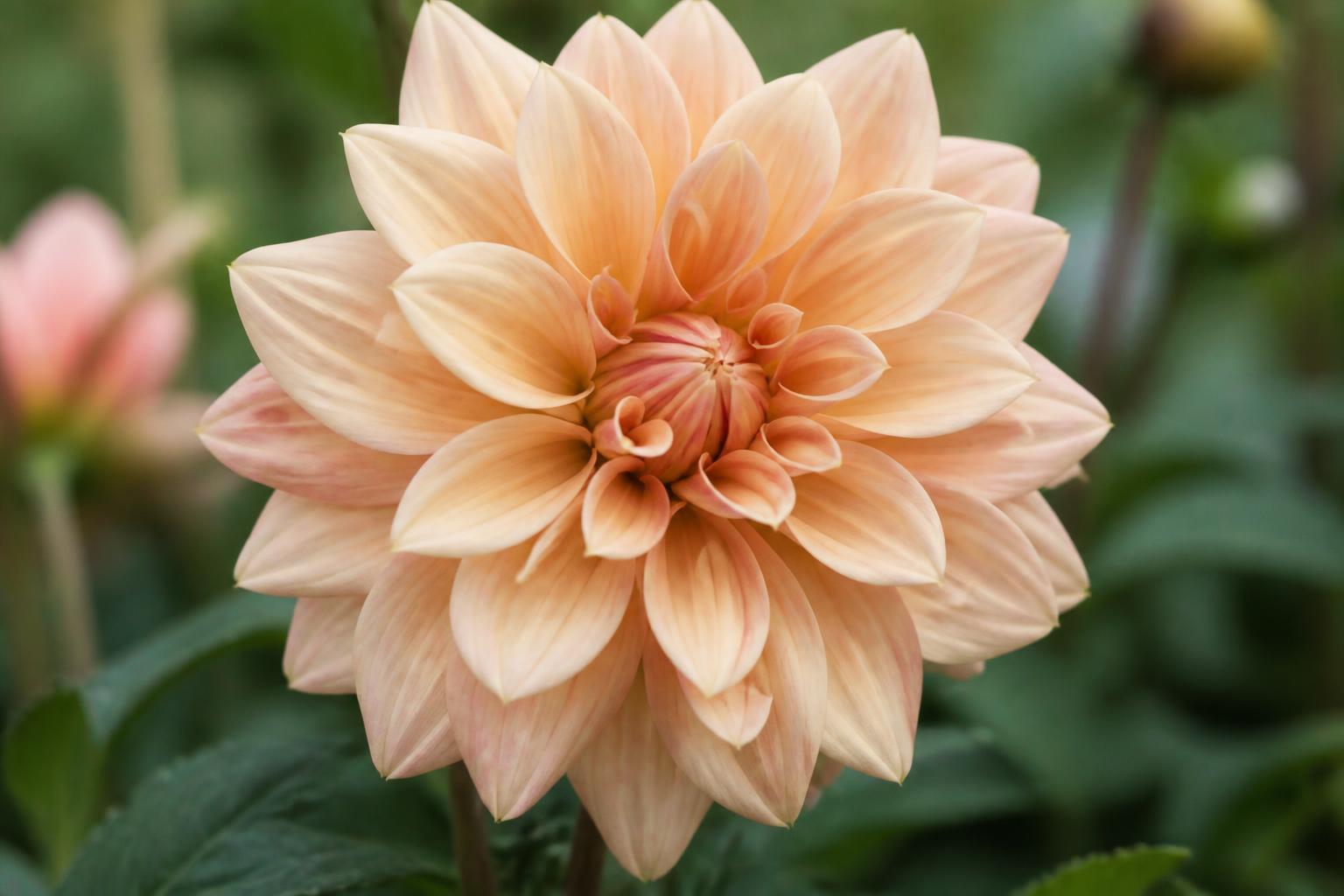 Café au Lait dahlia showing a large cream and blush-pink decorative bloom.