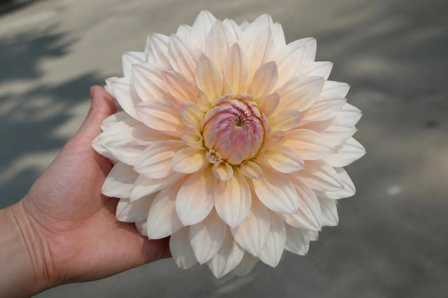 Large Café au Lait dinnerplate dahlia held in a hand showing its approximately 8-to-10-inch bloom size.