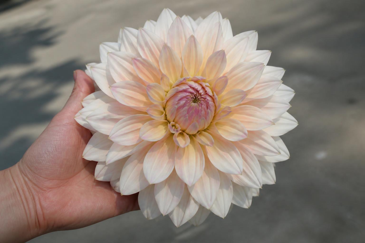 Large Café au Lait dinnerplate dahlia held in a hand showing its approximately 8-to-10-inch bloom size.