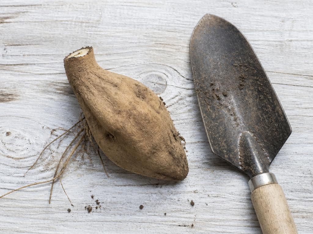 A broken dahlia tuber without crown or collar next to a small garden trowel