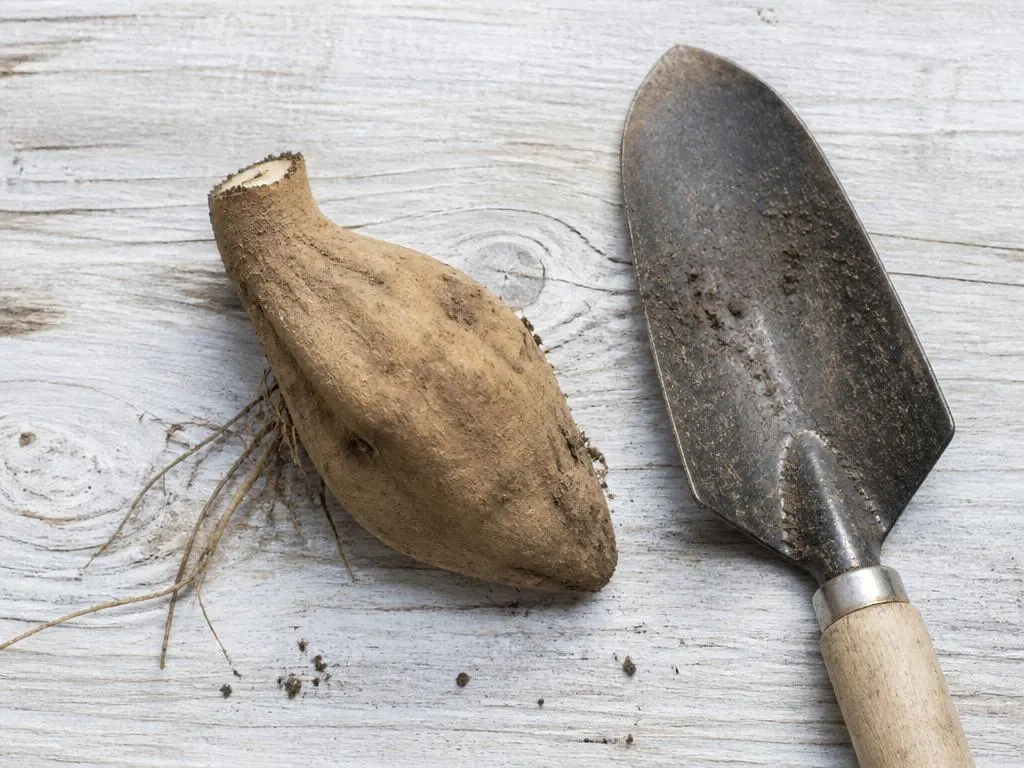 A broken dahlia tuber without crown or collar next to a small garden trowel