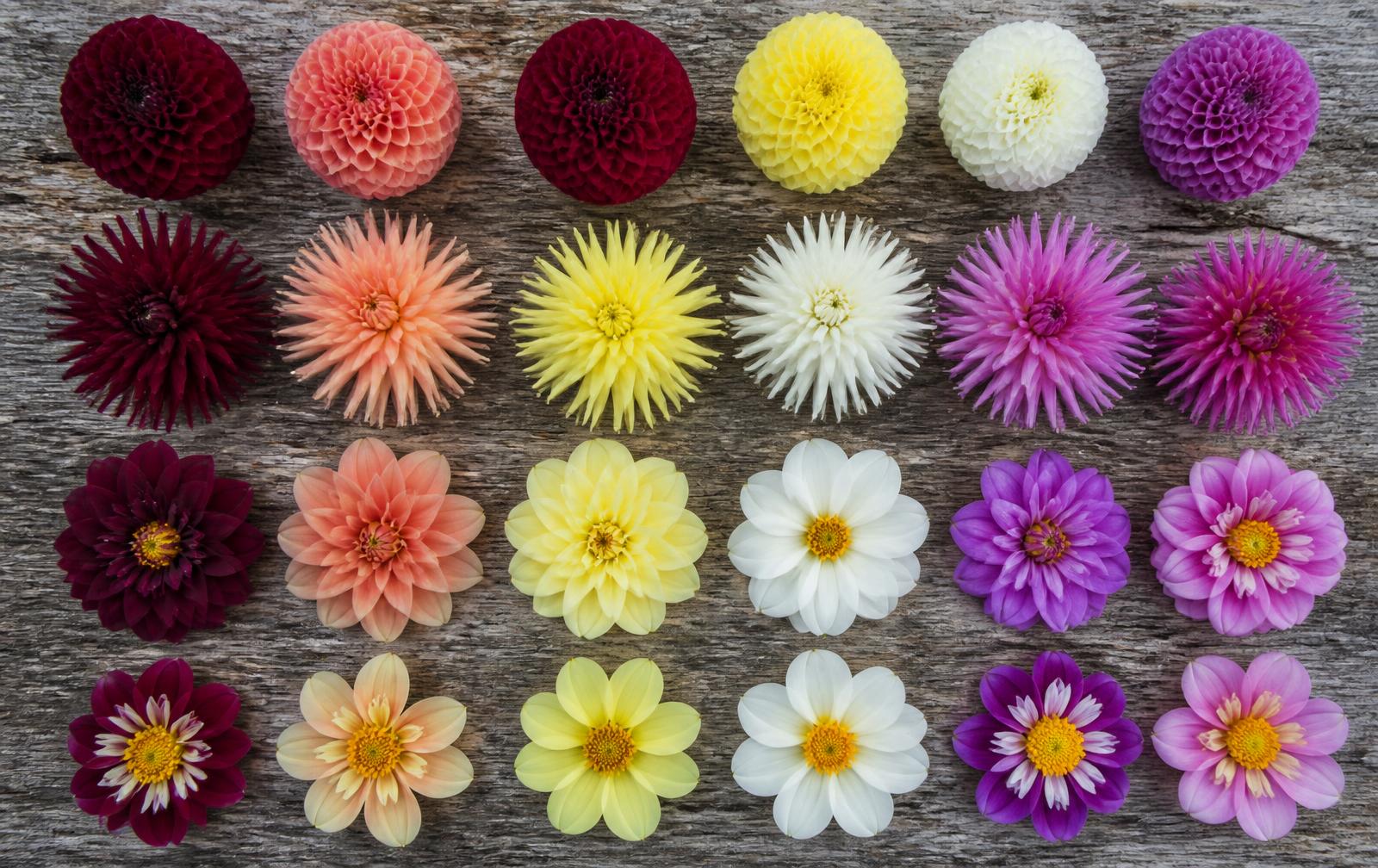 Flat lay of many dahlia varieties showing ball, cactus, decorative and single flower forms in multiple colors