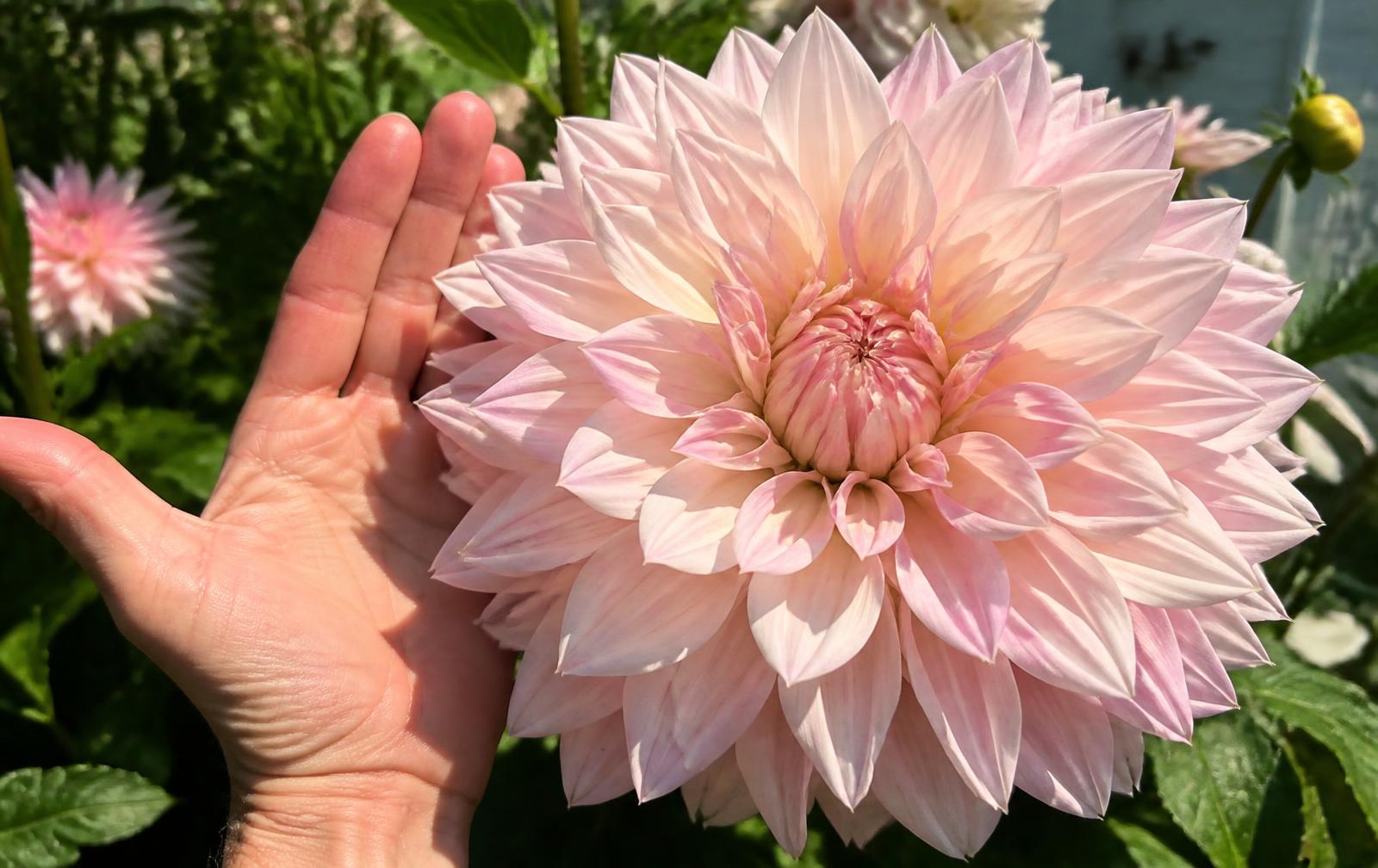 An enormous pale pink dinnerplate dahlia bloom next to a gardener's hand for scale