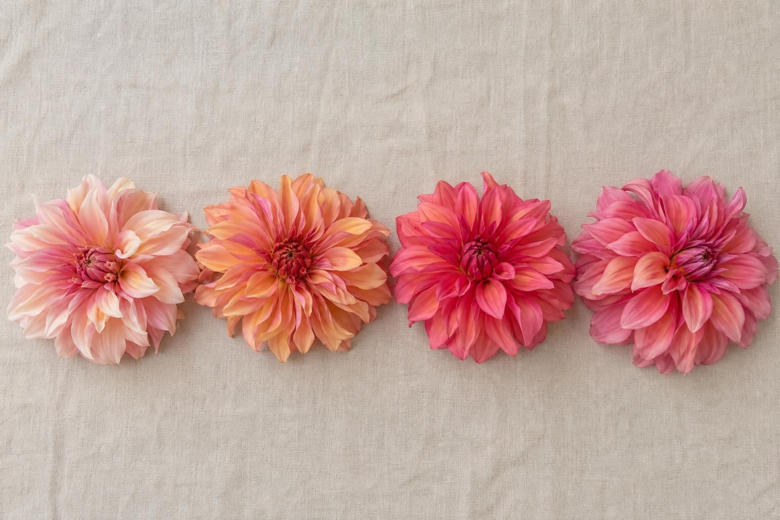Labyrinth dahlia color variation showing peach, apricot, coral and raspberry-pink blooms.