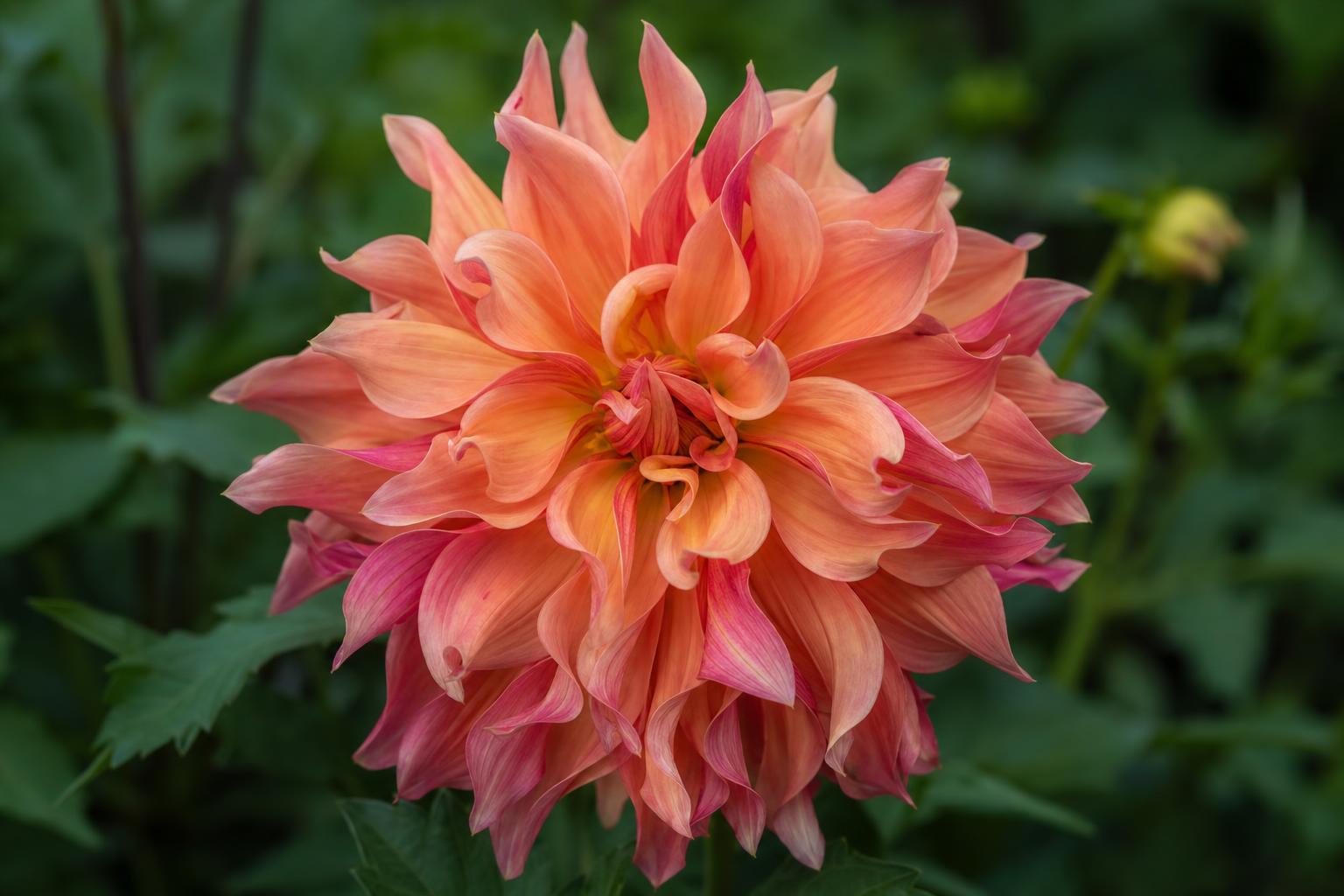 Labyrinth dahlia flower showing twisted peach, apricot and raspberry-pink petals.