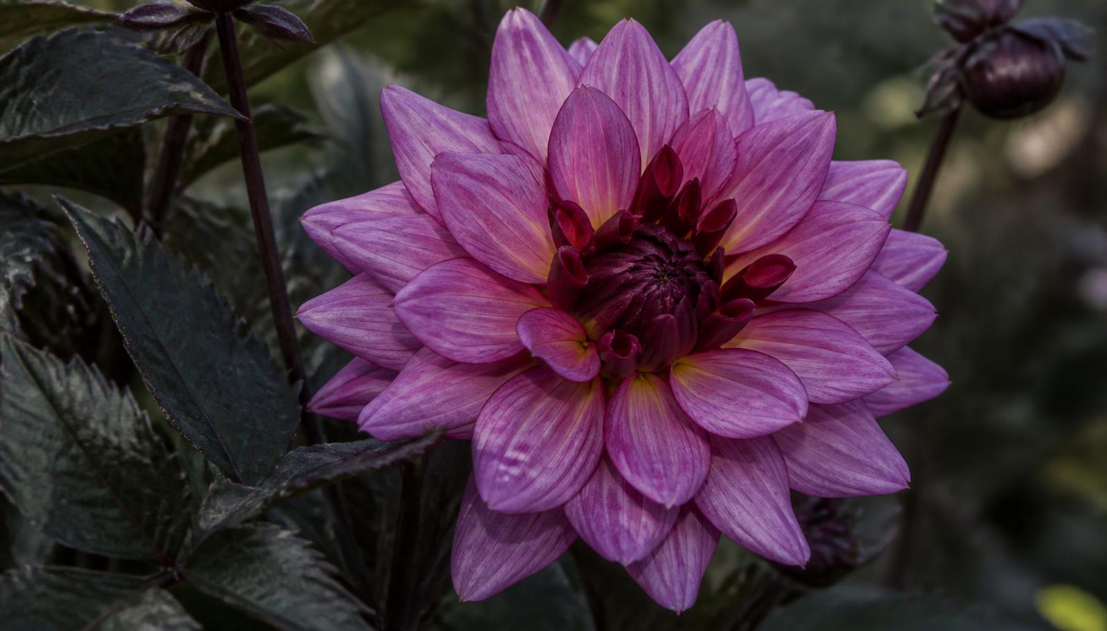 Night Silence dahlia with smoky lilac-pink petals, burgundy undersides and dark bronze-green foliage