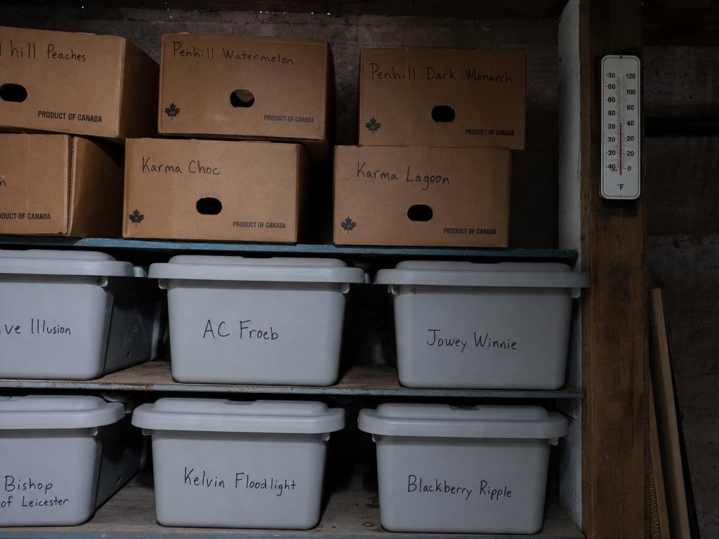 Labeled cardboard boxes and plastic bins storing dahlia tubers on a cool basement shelf