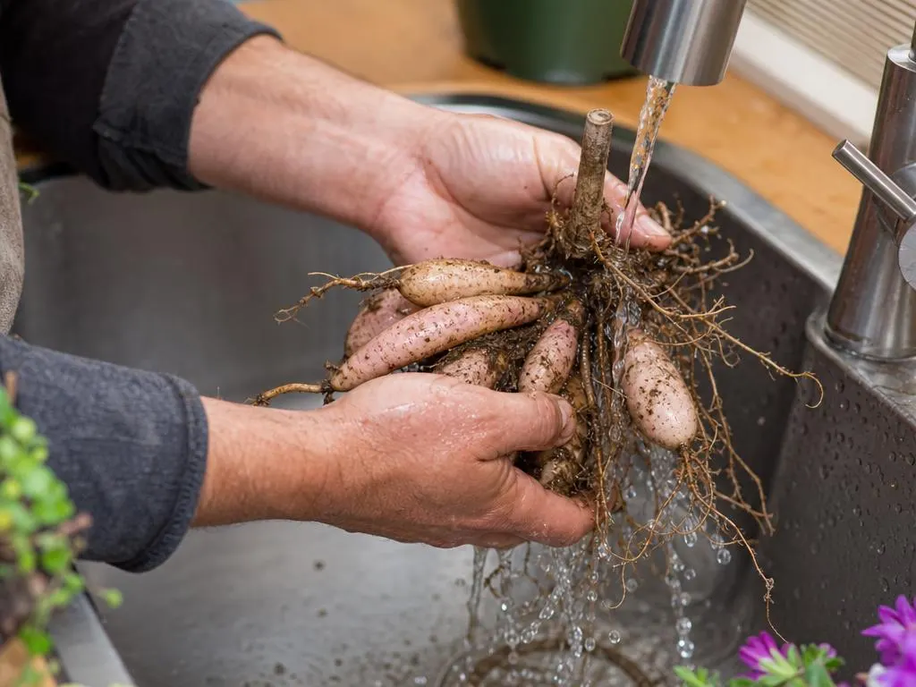 Hands rinsing a dahlia tuber clump under a kitchen sink faucet
